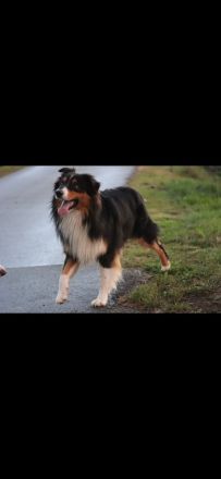 Deckrüde Australian Shepherd red factored