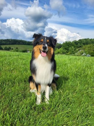 Deckrüde Australian Shepherd red factored