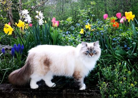 Bezaubernde Ragdoll-Babies zum Verlieben