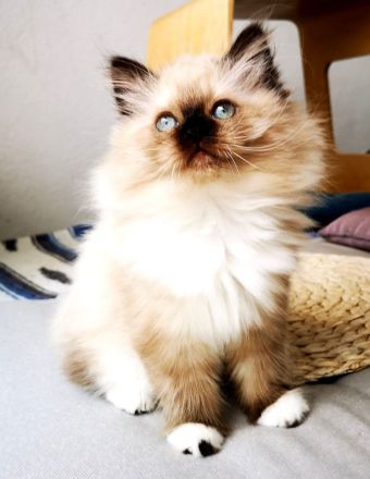 Bezaubernde Ragdoll-Babies zum Verlieben