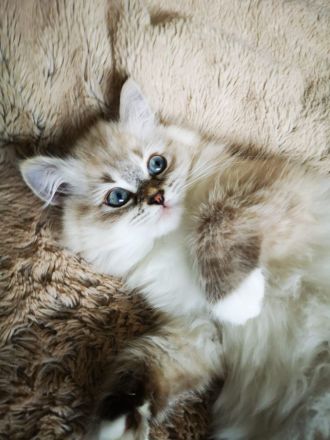 Bezaubernde Ragdoll-Babies zum Verlieben