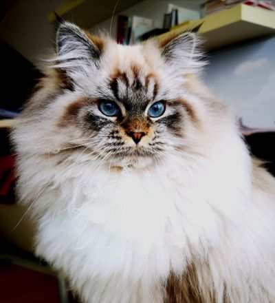 Bezaubernde Ragdoll-Babies zum Verlieben