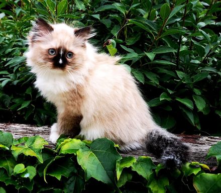 Bezaubernde Ragdoll-Babies zum Verlieben