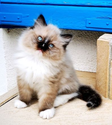 Bezaubernde Ragdoll-Babies zum Verlieben