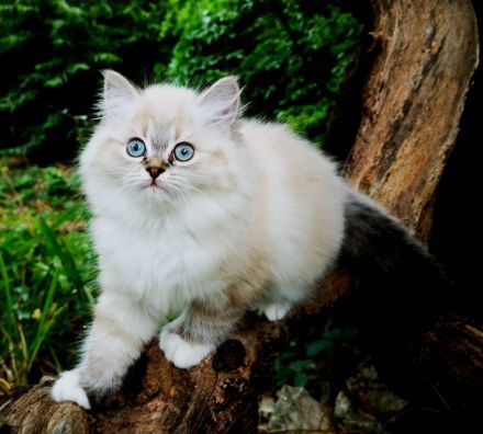 Bezaubernde Ragdoll-Babies zum Verlieben