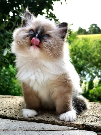 Bezaubernde Ragdoll-Babies zum Verlieben