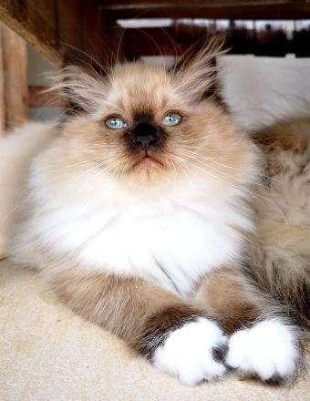 Bezaubernde Ragdoll-Babies zum Verlieben