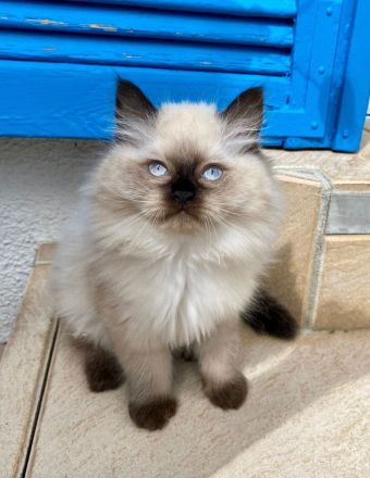 Bezaubernde Ragdoll-Babies zum Verlieben