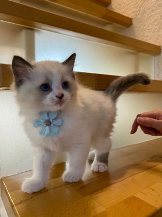 Ragdollkitten