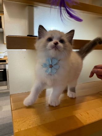 Ragdollkitten