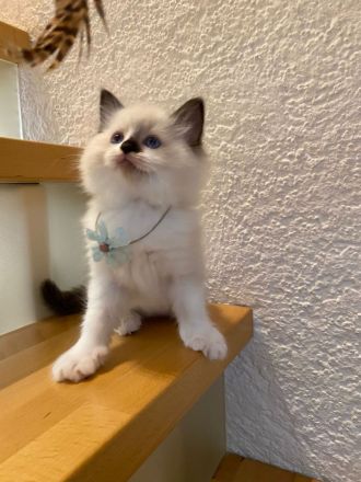 Ragdollkitten