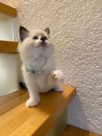 Ragdollkitten