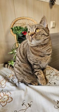 BKH Chocolate tabby Katze mit Stammbaum