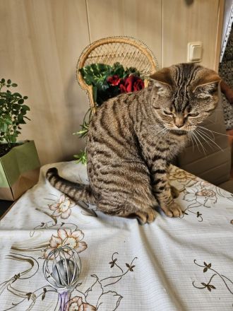 BKH Chocolate tabby Katze mit Stammbaum