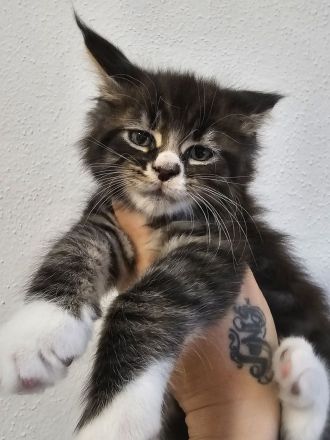 Maine coon Reinrassig