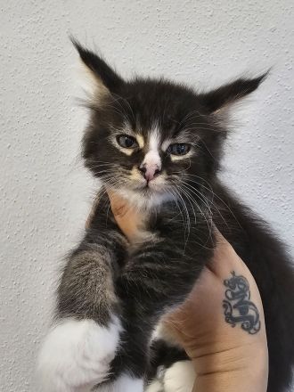 Maine coon Reinrassig