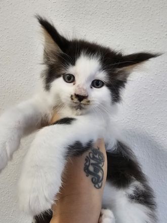 Maine coon Reinrassig