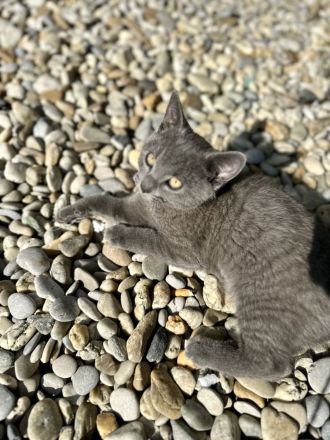 BKH Baby Katzen/Wunderschöne BKH Kätzchen