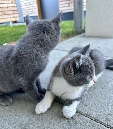 BKH Baby Katzen/Wunderschöne BKH Kätzchen