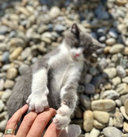 BKH Baby Katzen/Wunderschöne BKH Kätzchen