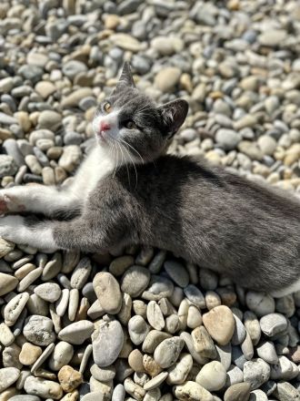BKH Baby Katzen/Wunderschöne BKH Kätzchen