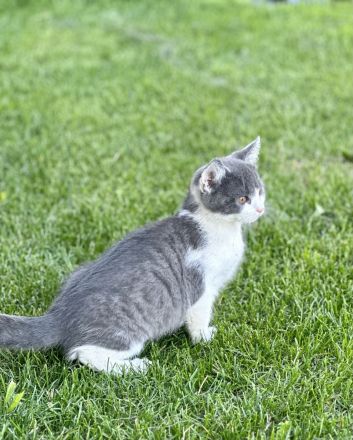 BKH Baby Katzen/Wunderschöne BKH Kätzchen