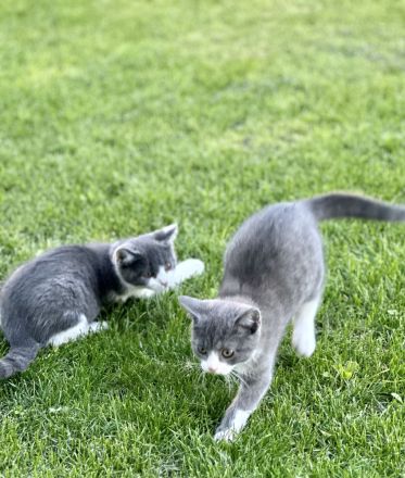 BKH Baby Katzen/Wunderschöne BKH Kätzchen