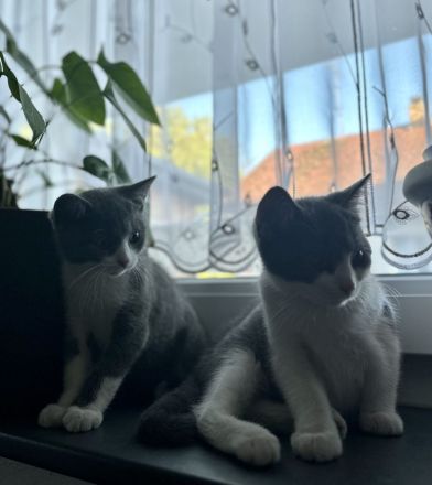 BKH Baby Katzen/Wunderschöne BKH Kätzchen