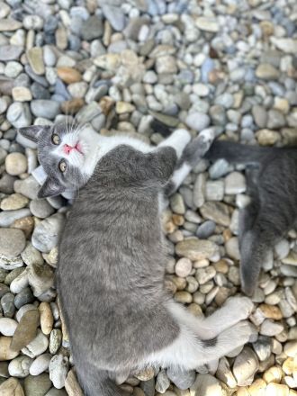 BKH Baby Katzen/Wunderschöne BKH Kätzchen