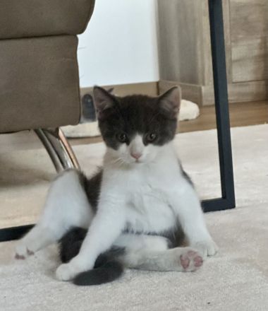 BKH Baby Katzen/Wunderschöne BKH Kätzchen