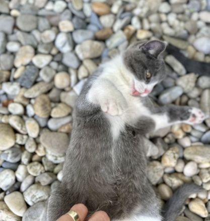 BKH Baby Katzen/Wunderschöne BKH Kätzchen