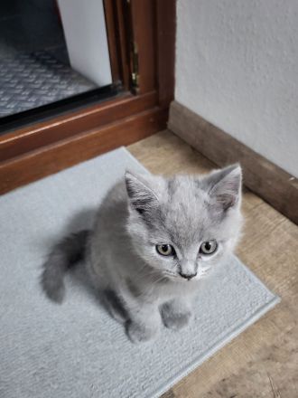 4 Süsse BKH Kitten