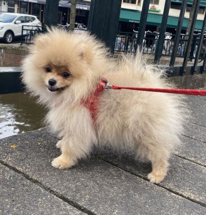 Pomeranian Zwergspitz mit Ahnentafel