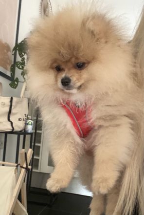 Pomeranian Zwergspitz mit Ahnentafel