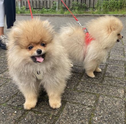 Pomeranian Zwergspitz mit Ahnentafel