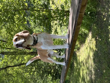Deckrüde Beagle *harepied*
