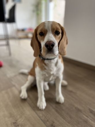Deckrüde Beagle *harepied*