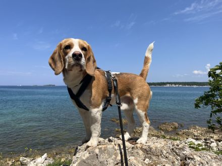 Deckrüde Beagle *harepied*