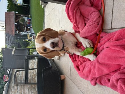 Deckrüde Beagle *harepied*