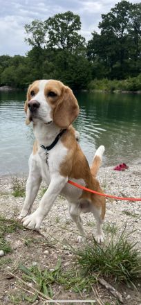 Deckrüde Beagle *harepied*