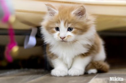 von Schloss Bönnigheim