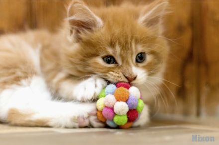 von Schloss Bönnigheim