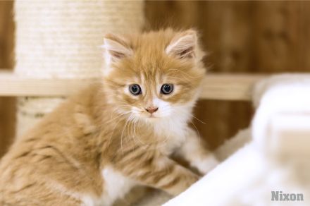 von Schloss Bönnigheim