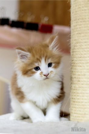 von Schloss Bönnigheim