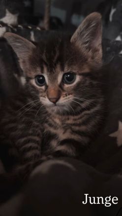 Baby Katzen