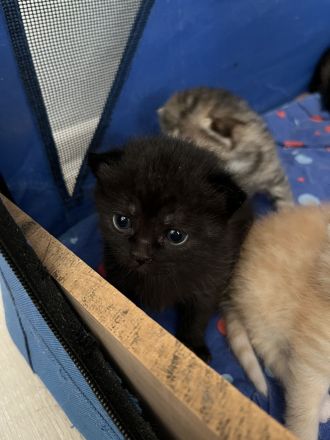 BKH Babykatzen zu verkaufen