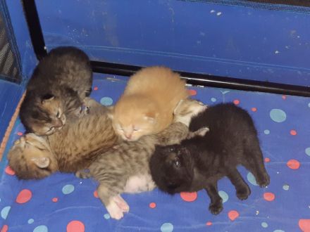 BKH Babykatzen zu verkaufen