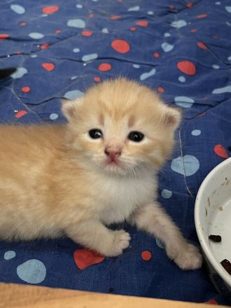 BKH Babykatzen zu verkaufen
