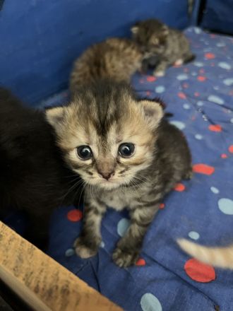 BKH Babykatzen zu verkaufen