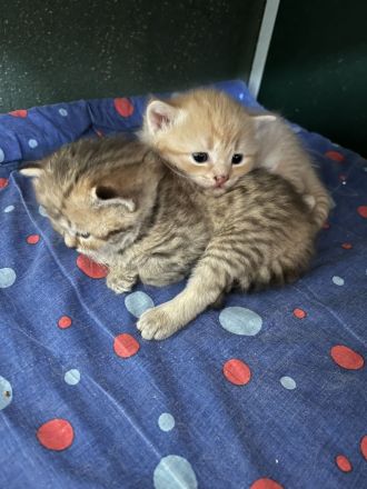 BKH Babykatzen zu verkaufen